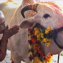 Supreme Court Upholds Madras HC’s Stay On Centre’s Ban On Cattle Trade<br /><br />https://thelogicalindian.com/news/supreme-court-cattle-sale-ban/<br /><br />On Tuesday, 11 July, the Supreme Court upheld the Madras High Court’s stay on the central government’s May notification that banned sale of cattle for slaughter across the country.