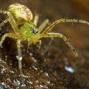 SPIDERS: ALIVE AND DEADLY - CITY CENTRE9:30AM TO 5:00PM WEDNESDAY 12 JULY 2017 (DAILY EVENT)https://australianmuseum.net.au/landing/spiders-alive-and-deadly/Spiders are the most successful animals on the planet – they can spin webs, climb, swim, dance, parachute and they can even drop a limb when threatened and grow it back.Overcome your fears and get closer to over 400 real spider specimens including live tarantulas, giant water spiders, and deadly funnel-webs.