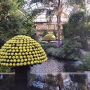 LONGWOOD GARDENS CHRYSANTHEMUM FESTIVAL: THE STRUCTURE BEHIND THE SPECTACLE - CITY CENTREFor more info:: http://www.rbgsyd.nsw.gov.au/whatson/Longwood-GardensHorticulturalist at the Royal Botanic Garden, on a journey through Longwood Gardens in Pennsylvania to hear about their world-class, award-winning​ horticultural display, The Chrysanthemum Festival. You’ll learn about the fascinating process it takes to design and implement a vast and vibrant display within a conservatory two hectares in size. Learn the methods behind Longwood’s beautiful horticultural projects including the 12 feet ‘Thousand Bloom’ during this highly visual talk and demonstration.