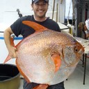 Researchers find world's first warm-blooded fish<br /><br />Researchers have discovered a first fully warm-blooded fish that circulates heated blood throughout its body much like mammals and birds.<br />The silvery fish, roughly the size of a large automobile tire, is known from oceans around the world and dwells hundreds of feet beneath the surface in chilly, dimly lit waters.<br />The warm-blooded opah or moonfish swims by rapidly flapping its large, red pectoral fins like wings through the water, giving it a competitive advantage in the cold ocean depths, reported the team from National Oceanic and Atmospheric Administration's National Marine Fisheries