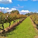 8 places to visit in nsw<br /> The Hunter Valley <br /><br />Seeker Valley, NSW, Australia <br /><br />Seeker Valley wineries <br /><br />It's hard not to unwind and have a ball in this scandalous wine district just a two hours drive north of Sydney. <br /><br />The Hunter Valley is one of Australia's most renowned wine developing areas, and a place we have gone to ordinarily. <br /><br />Be that as it may, it's not just about the wineries. There's fine feasting, gourmet chocolate, undertakings like hot air expanding, and unwinding spa medicines and back rubs. <br /><br />Try not to miss the Lovedale Road Trail, it's peaceful and unhurried with numerous boutique wineries, the chocolate manufacturing plant, and fine eateries. <br /><br />What's more, trust it or not, there is additionally something in the Hunter Valley for families – smaller than usual golf, play areas, lovely greenhouses, and family singing time driving through the vineyards. <br /><br />So taste some wine and take a drive. <br /><br />I prescribe the Mountain View Trail, driving up to Bimbadeen Lookout for fabulous perspectives of the valley and the Brokenback Range