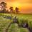 Why does India spend Rs 2700 Crore on Rice Fortification?
